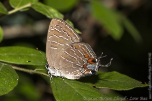 Plank Rd WMA_2020_05_11 - Hairstreak, Striped
