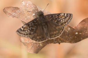 RE Simmons WMA_2014-03-22 - Duskywing, Junenals's (4)