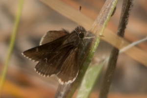 RE Simmons WMA_2014-03-22 - Skipper, Dusky Roadside (3)