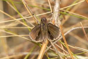 RE Simmons WMA_2014-03-22 - Skipper, Dusky Roadside (5)-websized