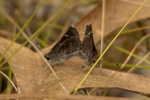RE Simmons WMA_2014-03-22 - Skipper, Dusky Roadside - Mating (5)-websized