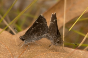 RE Simmons WMA_2014-03-22 - Skipper, Dusky Roadside - Mating (6)a