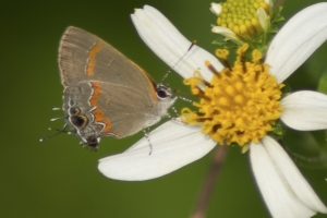 Red-Banded Hairstreak - BradwellBay 2013-09-28 (3)-webpage