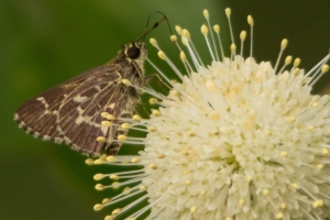 RhodenCove_2014-09-03 - Roadside Skipper, Lace-winged (16)