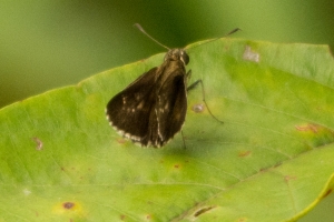 RhodenCove_2014-09-03 - Roadside Skipper, Lace-winged (2)