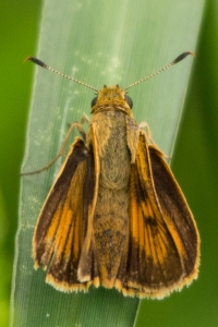 Byssus Skipper (M)