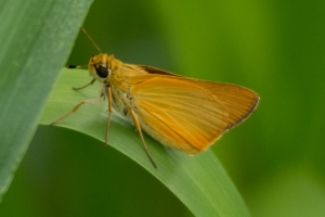 RhodenCove_2014-09-03 -- Skipper, Least (3)