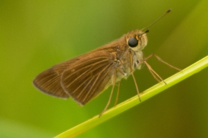 RhodenCove_2014-09-03 - Skipper, Ocola (2)