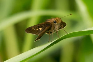 RhodenCove_2014-09-03 - Skipper, Ocola