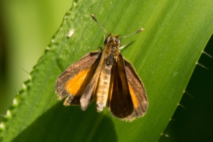 RhodenCove_2014-09-04 - Skipper, Least (1)