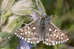 RMNP_LovelandPass_LovelandPass_2015_07_10 - Skipper, Grizzled (13)_a