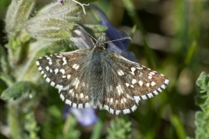 RMNP_LovelandPass_LovelandPass_2015_07_10 - Skipper, Grizzled (5