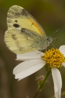 RW Williams BT_2014_11_13 - Sulphur, Dainty (2a)