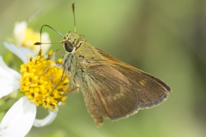 SandBeachRd_2016_04_19 - Skipper, Broken-Dash, S (3)-s