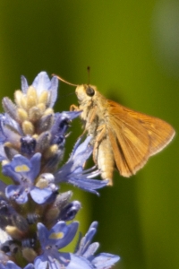 SandBeachRd_2016_04_19 - Skipper, Dion (22)-s