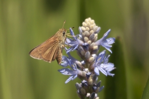 SandBeachRd_2016_04_19 - Skipper, Dion (3)