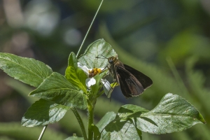 SandBeachRd_2016_04_19 - Skipper, Dun