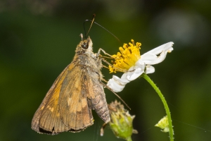 SandBeachRd_2016_04_19 - Skipper, Yehl (12)-s