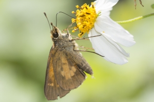 SandBeachRd_2016_04_19 - Skipper, Yehl (2)-s