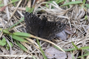 SB LkHenrietta_2020_02_11 - Duskywing, Juvenal's