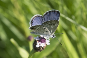 sfl-day10-everglades-2016_10_09-blue-ceraunus-297-br2k