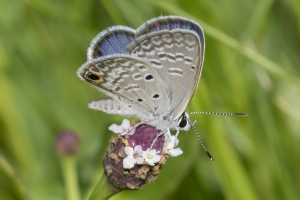 sfl-day10-everglades-2016_10_09-blue-ceraunus-299-br2k