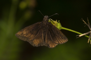 SFL-Everglades 2016_10_04 - Duskywing, Florida -217-_a