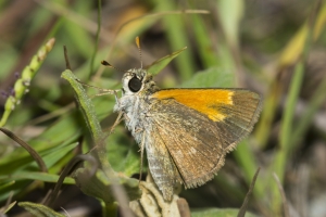 SFL-Everglades 2016_10_04 - Skipper, Baracoa -202-_a