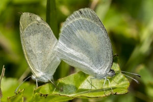 sfl-everglades-2016_10_04-yellow-barred-mating-194-br2k