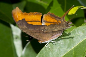 Ruddy Daggerwing *
