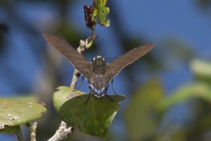 SFL-KeyLargoBotP 2016_10_05 - Skipper, Mangrove - 8-_a-websized