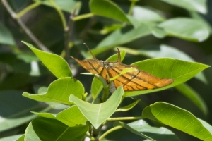 SFL-KeyLargoHammockBotPark 2016_10_05 - Daggerwing, Ruddy - 80--BR2k