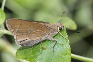 SFL-MarkhamPk-Tr 2016_10_08 - Skipper, Monk - 180-_a