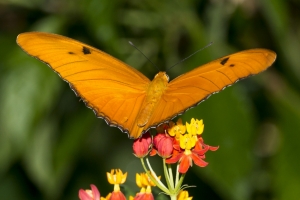 sfl-mias-nth-2016_10_04-heliconian-julia-112-_a