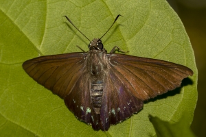 SFL-MiaS-Nth 2016_10_04 - Skipper, Mangrove -128-_a-websized