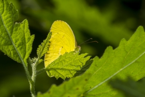 sfl-mias-nth-2016_10_04-yellow-dina-114-_a