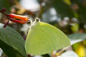 SFL-ModelloWaysi 2016_10_05 - Sulphur, Statira - 1--websized
