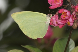 sfl-modellowaysi-2016_10_05-sulphur-statira-pink-spot-13-_a