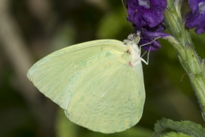 SFL-ModelloWaysi 2016_10_05 - Sulphur, Statira (Pink Spot) - 18--websized