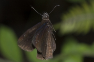 SFL_Arcadia-S 2016_10_03 - Duskywing, Florida - 28--BR2k