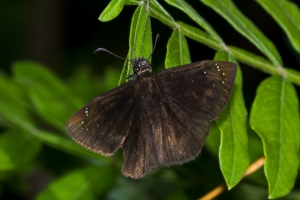 SFL_Arcadia-S 2016_10_03 - Duskywing, Florida - 29-_a