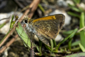 SFL_Arcadia-S 2016_10_03 - Skipper, Baracoa - 35-_a