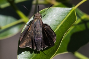 SFL_Crandon Park_Key_Biscayne_2017-05-08 - Skipper, Monk (2)