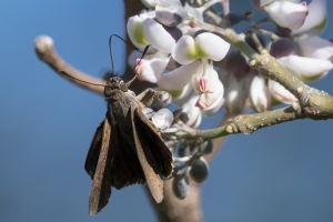 SFL_Crandon Park_Key_Biscayne_2017-05-08 - Skipper, Monk