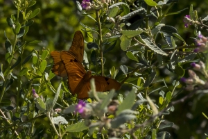 SFL_Fairchild_Trop_Pk_2017-05-08 - Daggerwing, Ruddy