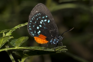 SFL_Fairchild_Trop_Pk_2017-05-08 - Hairstreak, Atala (2)