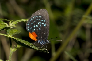 SFL_Fairchild_Trop_Pk_2017-05-08 - Hairstreak, Atala (4)-web