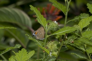 SFL_Homestead-CastelloHammock 2017_05_07 - Hairstreak, Fulvous (1)