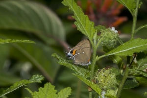 SFL_Homestead-CastelloHammock 2017_05_07 - Hairstreak, Fulvous (1)-websized