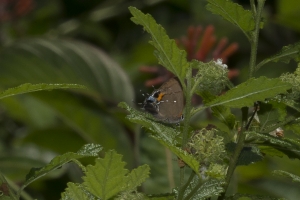 SFL_Homestead-CastelloHammock 2017_05_07 - Hairstreak, Fulvous (2)